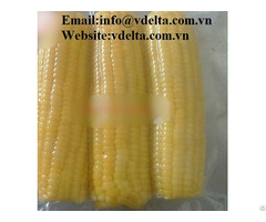 High Quality Frozen Sweet Corn From Vietnam