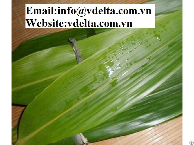 Bamboo Leaves In Viet Nam Best Price