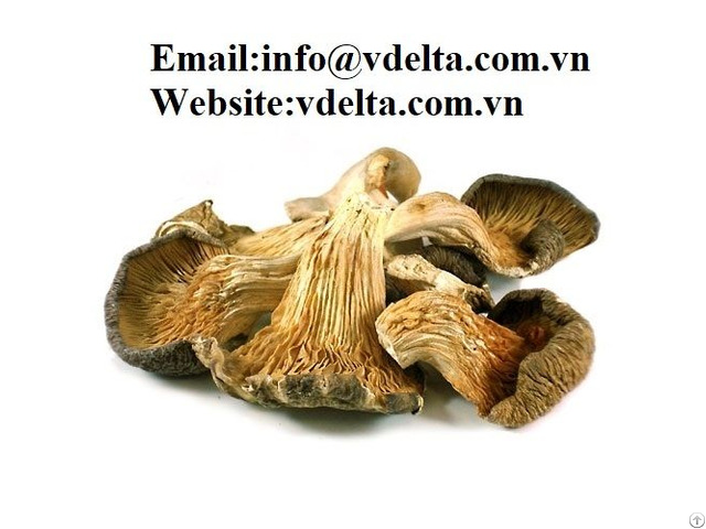 High Quality Dried Oyster Mushroom From Viet Nam