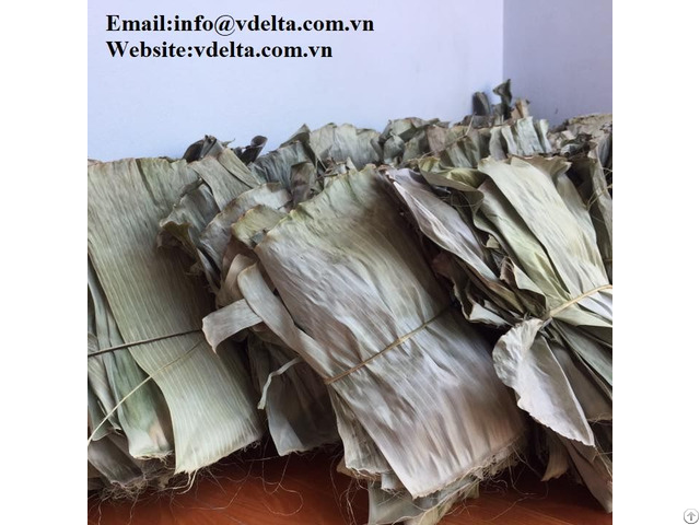 Dried Banana Leaf Best Price