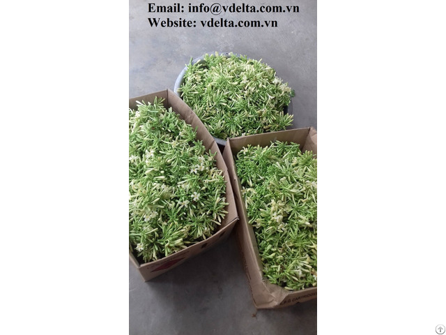 Dried Papaya Flower Best Price