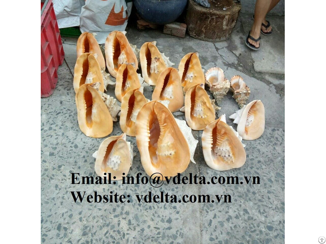 Raw Material Sea Shell From Vietnam