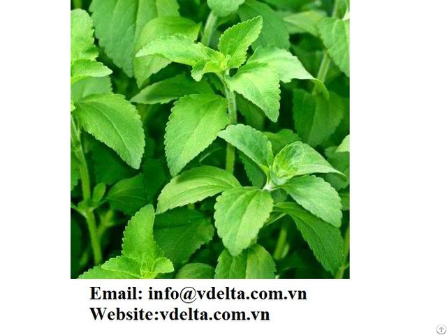 Viet Nam High Quality Organic Stevia Dry Leaves