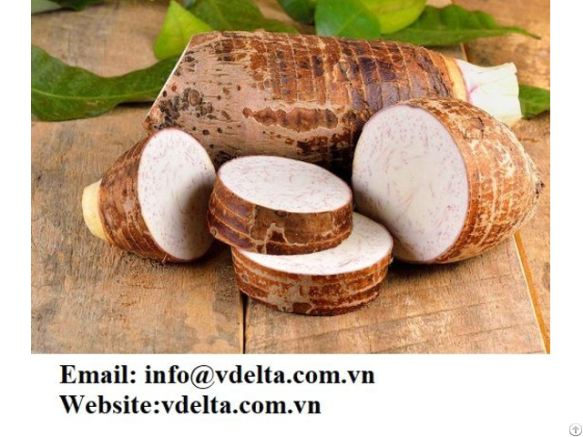 High Quality Fresh Taro With Best Price