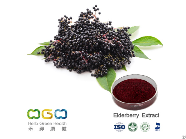 Elderberry Sambucus Extract Anthoycyanin