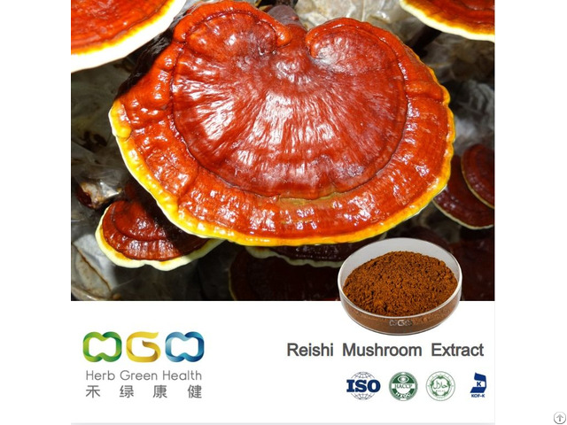 Reishi Mushroom Extract Beta Glucan 1 10 Percent 30 Percent Polysaccharide