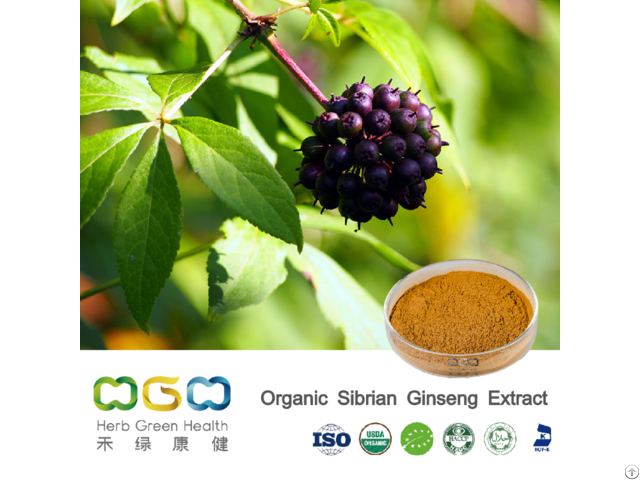 Organic Siberian Ginseng Extract 0 8 Percent  Eleutherosides B E