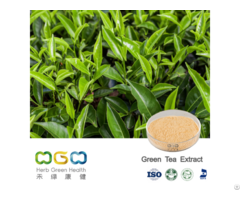 Green Tea Extract Polyphenol 95 0 Percent 