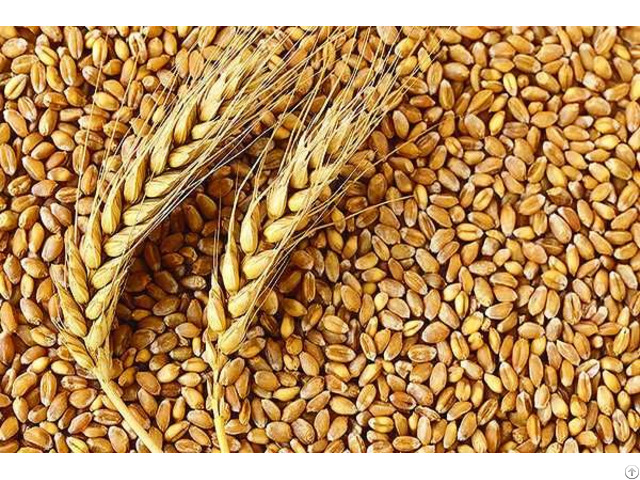 Indian Wheat