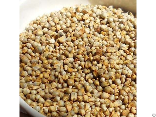 Indian Millet