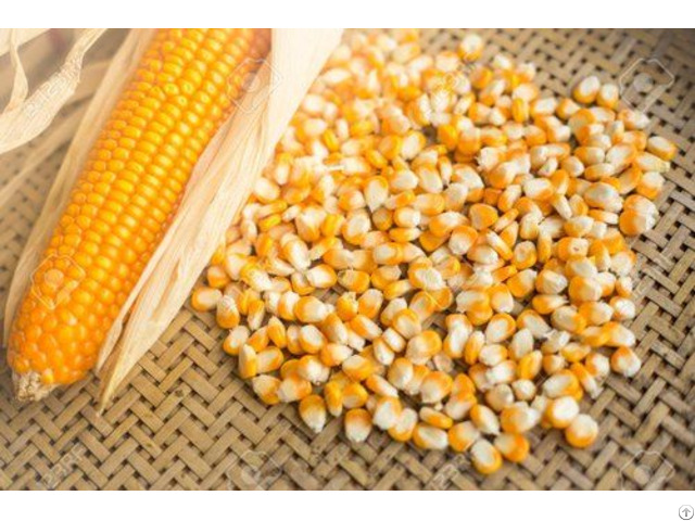 Indian Corn