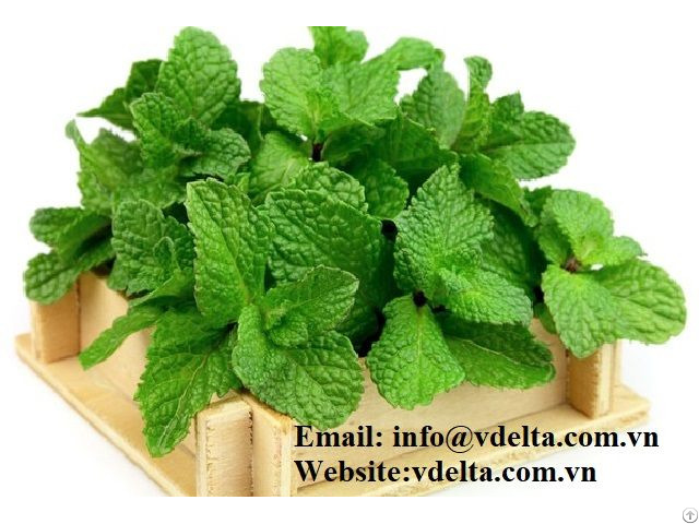 High Quality Dried Mint Leaf Powder