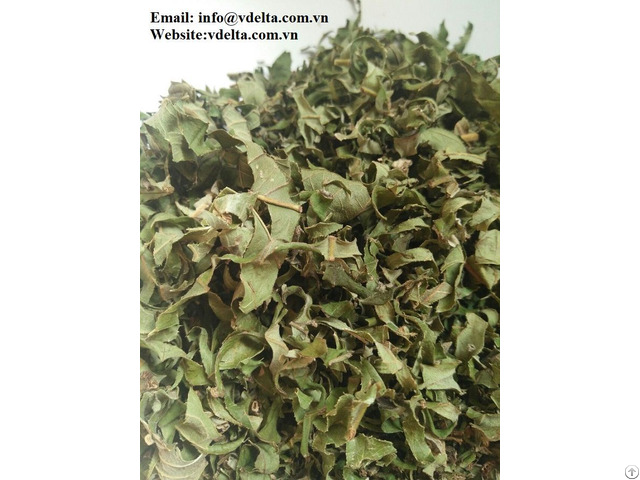 Dried Guava Leaves Leaf Tea Best Price