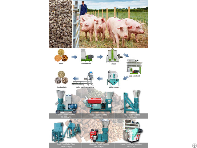 Start Pig Feed Processing Business In Nigeria