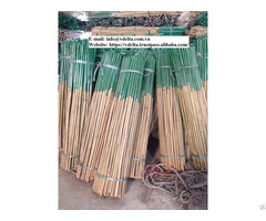 Big Deal Bamboo Stock Support Nursery From Vietnam