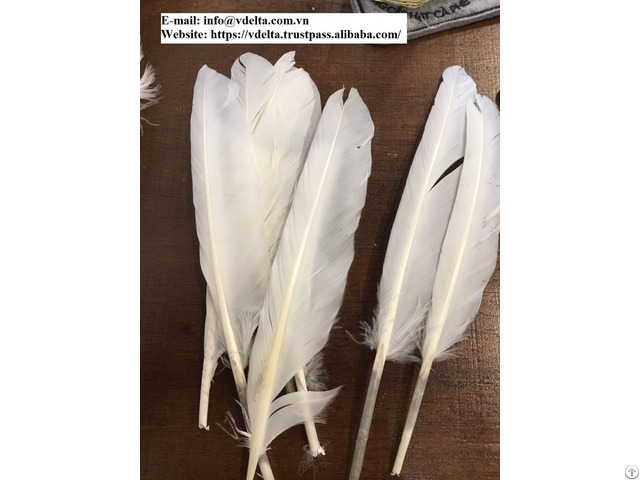 Material Duck Feather Form Viet Nam