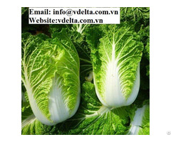Fresh Vietnamese Cabbage