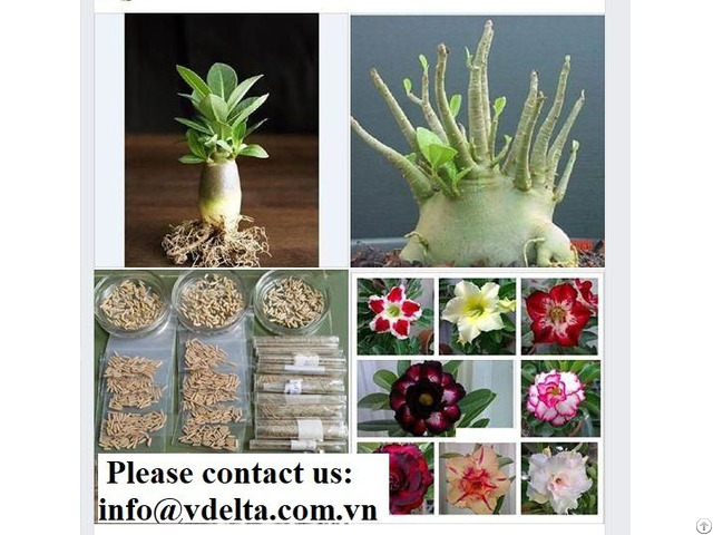 Hight Quality Adenium Thailand