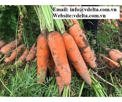 Fresh Vegetables Carrot