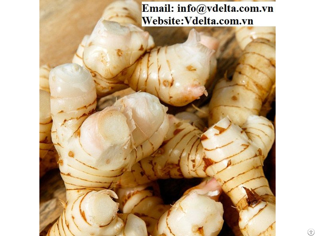 Vietnamese Frozen Galangal Root With The Best Quality