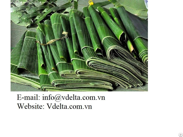 100% Fresh Green Banana Leaf