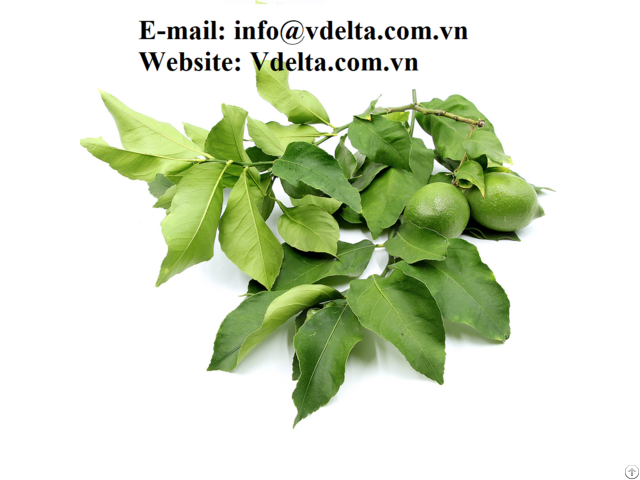 High Quality Vietnamese Dried Lemon Leaves