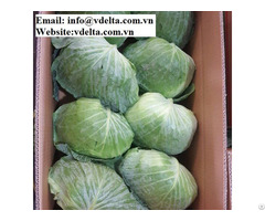Vietnam Fresh Green Cabbage