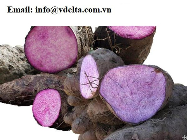 Hot Sale In Yams From Viet Nam