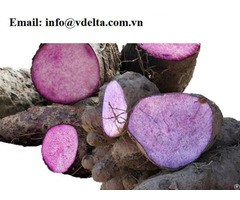 Hot Sale In Yams From Viet Nam