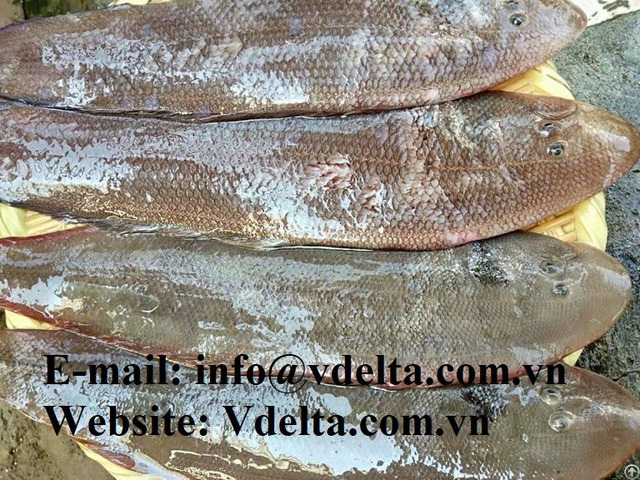 Hot Sale Low Price Tongue Sole Fish