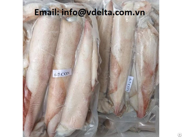 Vietnam Squid High Quality With Haccp