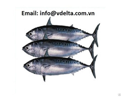 Fresh Bigeye Tuna Fish