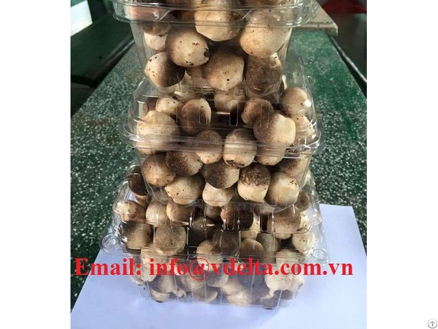 New Harvested Fresh Straw Mushrooms