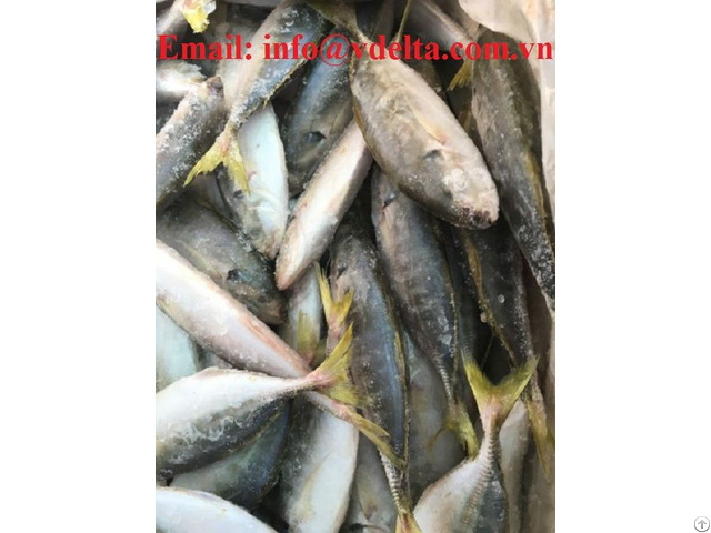 Yellow Tail Scad In Vietnam