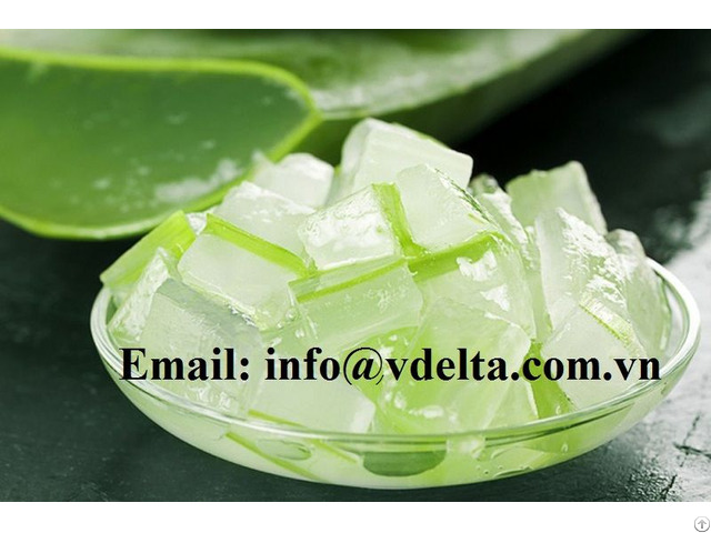 Fresh Aloe Vera Leaf For Heath And Beauty