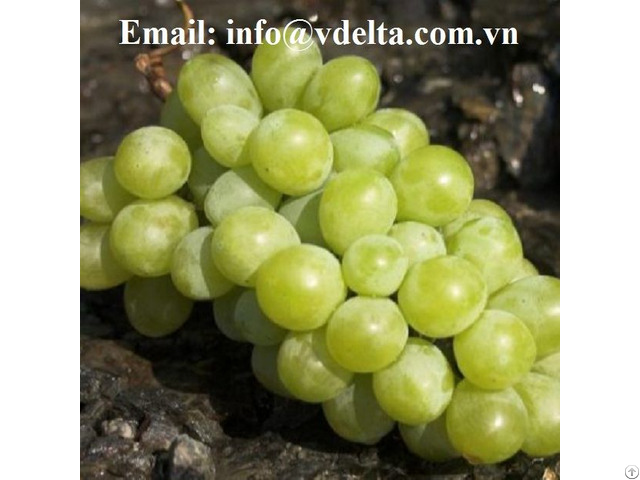 Viet Nam Delicious Hot Sale Vitamin Rich Fresh Grapes Fruit