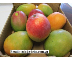 Fresh Mango Fruit 0 5 Kg Per Pcs With The Good Price