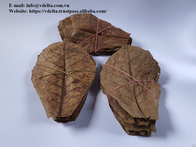 Big Dried Almond Leaves From Viet Nam 84342288943