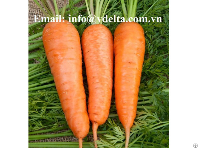 Fresh Carrot From Vietnam