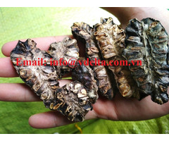 Hight Quality Dried Noni Fruit