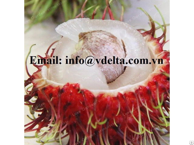 Sweet Tasty Rambutan Tropical Fruit For Exporting