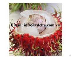 Sweet Tasty Rambutan Tropical Fruit For Exporting