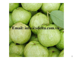 Fresh Guava Tropical Fruits From Vietnam