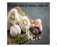 Natural Garlic From Viet Nam High Quality Species
