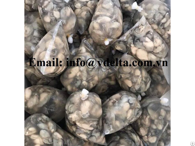 Frozen Milk Oysters Hight Quality From Vietnam