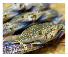 Frozen Green Crab From Vietnam