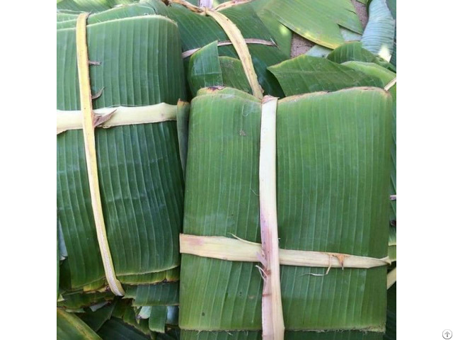 Fresh Banana Leaf From Vietnam