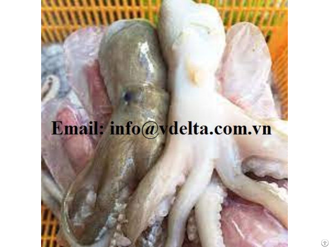 Frozen Octopus Hight Quality