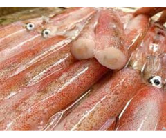 Vacuum Steamed Squid Hight Quality