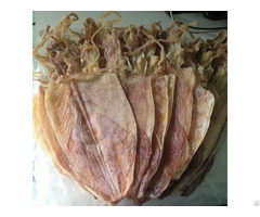 Natural Dried Squid On September From Viet Nam